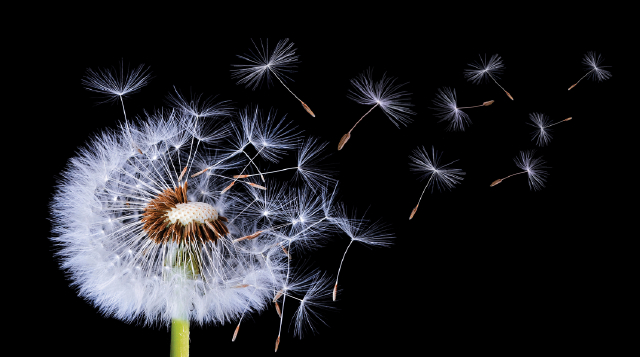 Dandelion spreading seeds